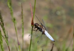 Libellule
